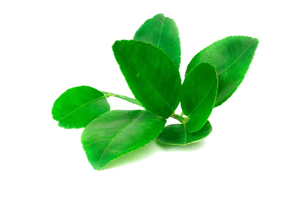 Grüne Limettenblätter Isolieren Auf Weißem Hintergrund — Stockfoto