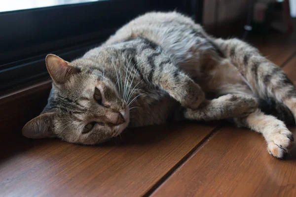 木製テーブルの上に猫が寝ています — ストック写真