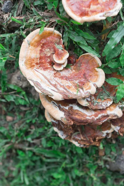 Lingzhi Rouge Est Tonomousau Pour Médecine — Photo