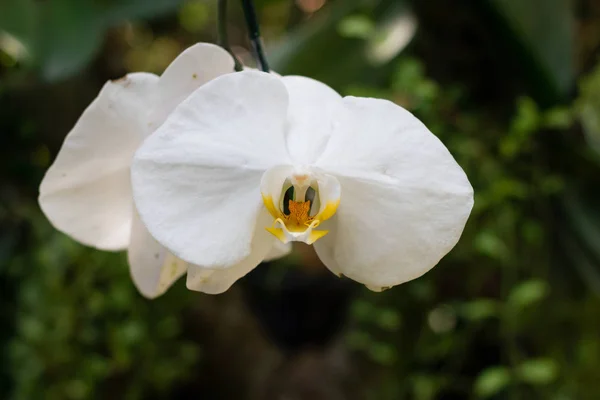Flor Orquídea Jardim — Fotografia de Stock