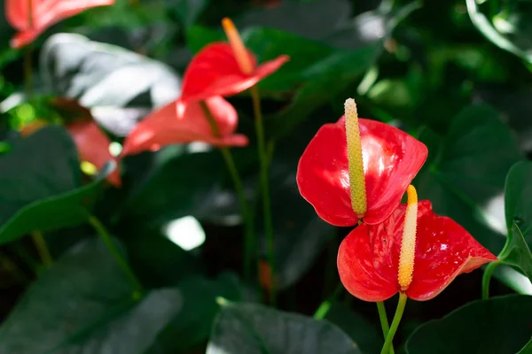 Różowy Kwiat Anthurium Zielone Liście Ogrodzie — Zdjęcie stockowe