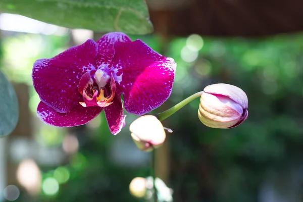 Flor Orquídea Roxa Jardim — Fotografia de Stock