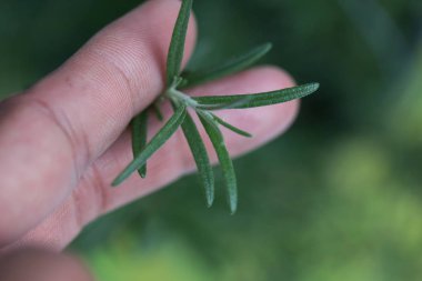 Doğa arka plan üzerinde izole biberiye yaprağı