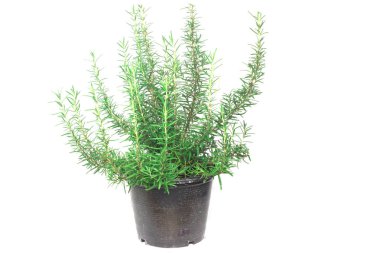 beyaz zemin üzerinde izole biberiye yaprakları