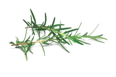 beyaz zemin üzerinde izole biberiye yaprakları