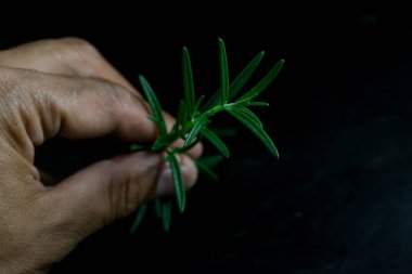 Biberiye yaprakları üzerinde izole siyah arka plan