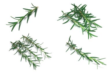 beyaz zemin üzerinde izole biberiye yaprakları