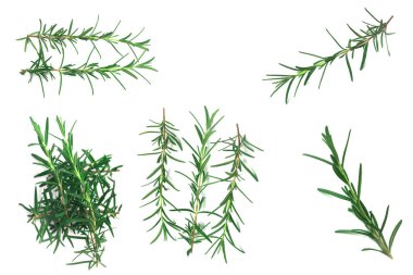 beyaz zemin üzerinde izole biberiye yaprakları