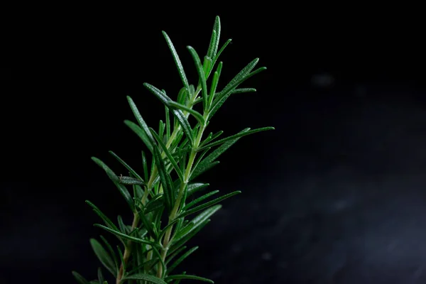 rosemary Leaves  isolated on black background