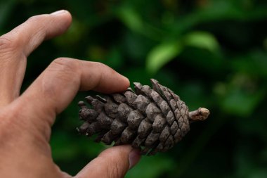 Macadamia meyve çiçek çam ile