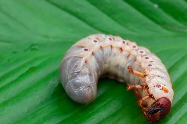 Mask Dynastidae Grönt Löv Bakgrund — Stockfoto