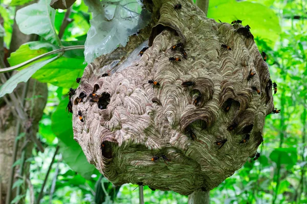 Büyük Arısı Yiyecek Arayan Vermek Larva Eşekarısı Yuvası Üzerinde — Stok fotoğraf