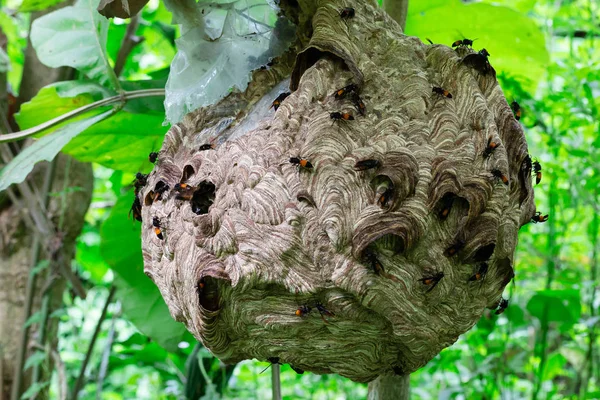 Große Wespe Auf Nahrungssuche Gibt Larve Wespennest — Stockfoto