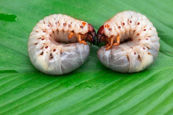 Mask Dynastidae Grönt Löv Bakgrund — Stockfoto