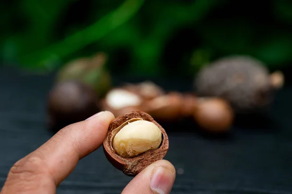 Macadamia Fruit Met Bloemen Van Den — Stockfoto