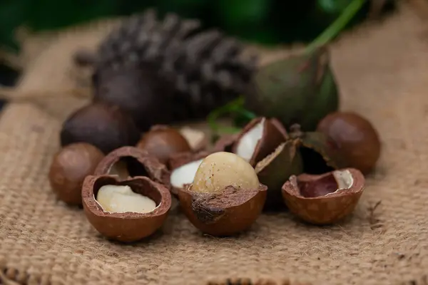 Macadamia Fruit Met Bloemen Van Den — Stockfoto