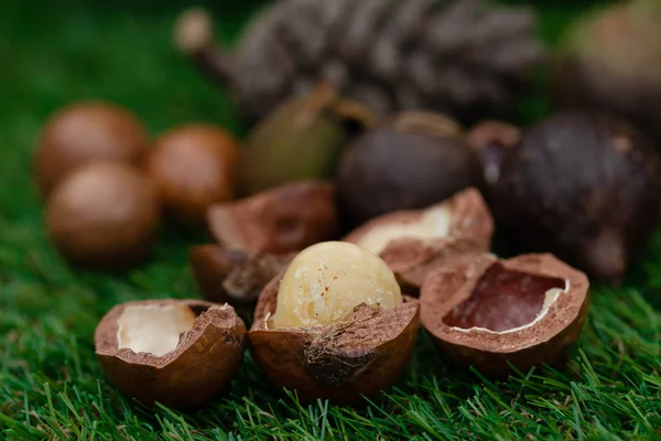 Macadamia Frutta Con Fiori Pino — Foto Stock