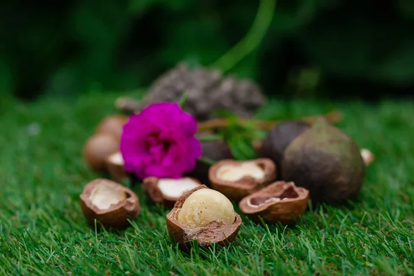 Macadâmia Fruta Com Flores Pinho — Fotografia de Stock