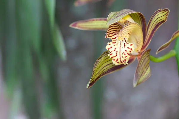 Orquídea Vermelha Amarela Bonita Fita Natureza — Fotografia de Stock