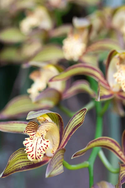 Orquídea Vermelha Amarela Bonita Fita Natureza — Fotografia de Stock