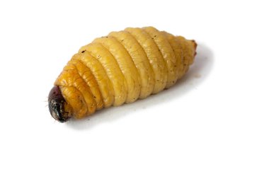 Dynastinae solucan yaprak yeşil zemin üzerine