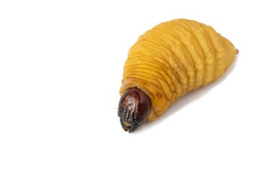 Dynastinae solucan beyaz arka plan üzerinde