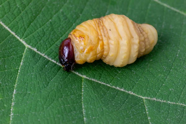 Ver Des Dynastinae Sur Fond Feuille Verte — Photo