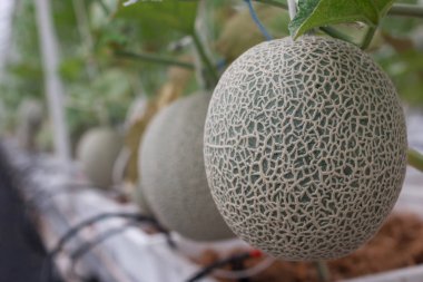 taze büyük yeşil kavun meyve bahçesinde