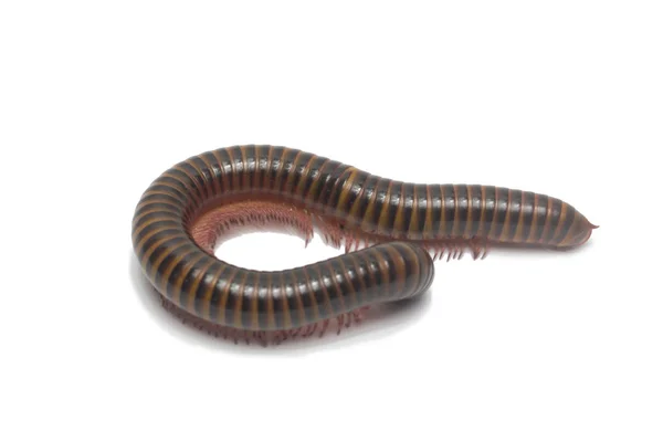 Stora Millipede Isolera Vit Bakgrund — Stockfoto