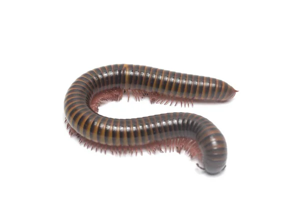 Stora Millipede Isolera Vit Bakgrund — Stockfoto