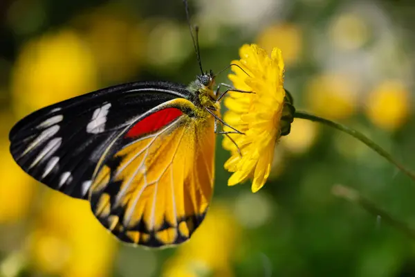 Schöner Schmetterling Saugt Süßes Wasser Aus Gelben Blumen — Stockfoto