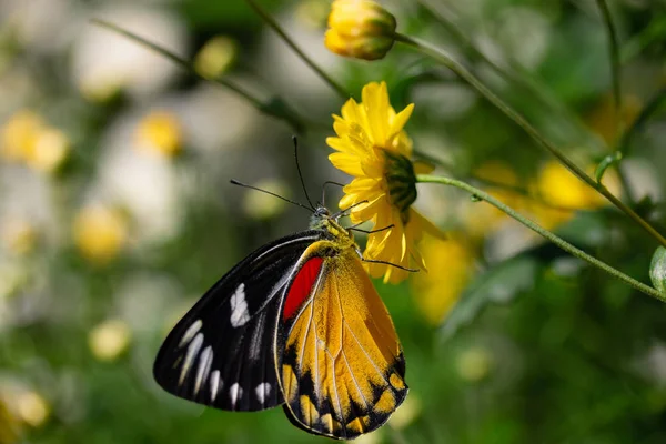 Schöner Schmetterling Saugt Süßes Wasser Aus Gelben Blumen — Stockfoto