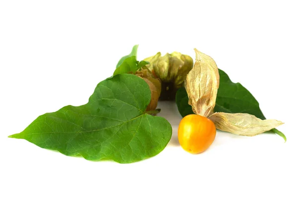 Vers Cape Gooseberry Fruit — Stockfoto