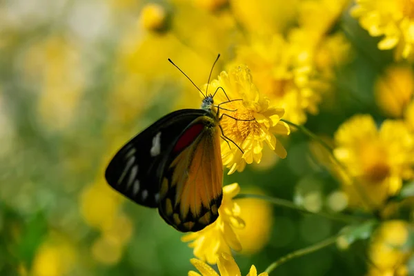 Schöner Schmetterling Saugt Süßes Wasser Aus Gelben Blumen — Stockfoto