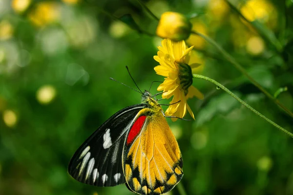 Schöner Schmetterling Saugt Süßes Wasser Aus Gelben Blumen — Stockfoto