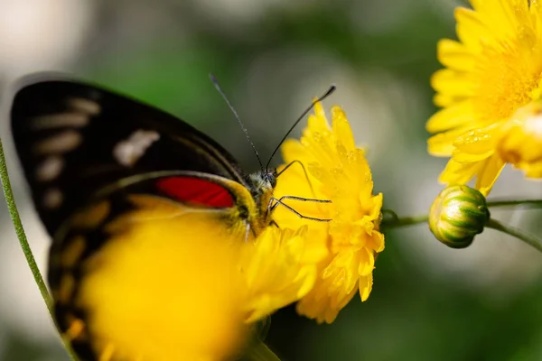 Schöner Schmetterling Saugt Süßes Wasser Aus Gelben Blumen — Stockfoto