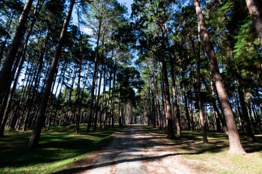 Güzel orman çam ağaçları içinde chiangmai Tayland