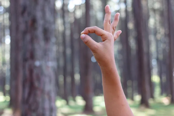 O.K Symbol of the hand in Forest of Pine trees