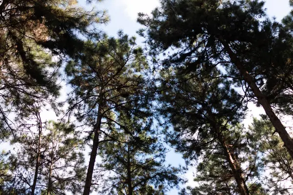 Güzel orman çam ağaçları içinde chiangmai Tayland