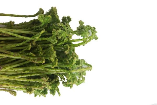 Selaginella Argentea Primavera Vegetais — Fotografia de Stock