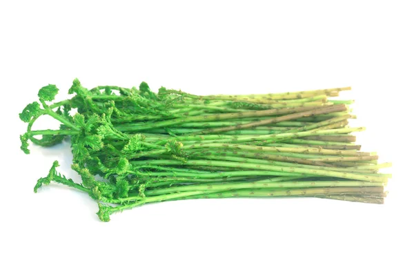Selaginella Argentea Jarní Zelenina — Stock fotografie