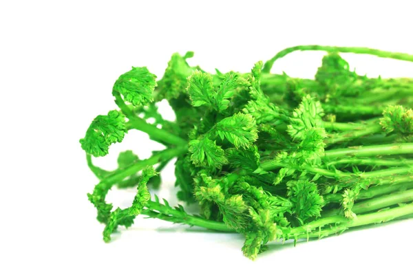 Selaginella Argentea Primavera Vegetais — Fotografia de Stock