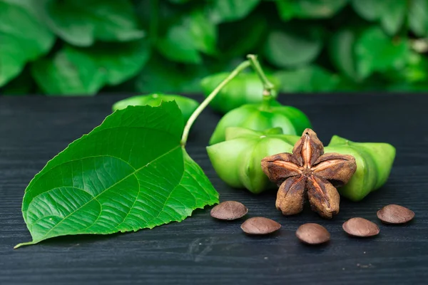 Sacha Inchi Semillas Frescas Cápsula Fruto Del Cacahuete Sacha Inchi — Foto de Stock