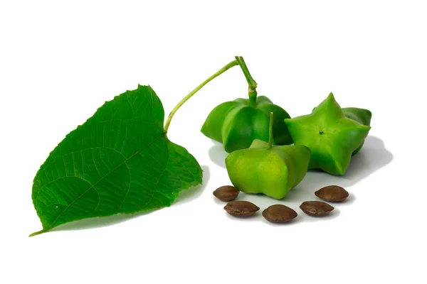 Sacha Inchi Fresh Capsule Seeds Fruit Sacha Inchi Peanut Isolate — Stock Photo, Image