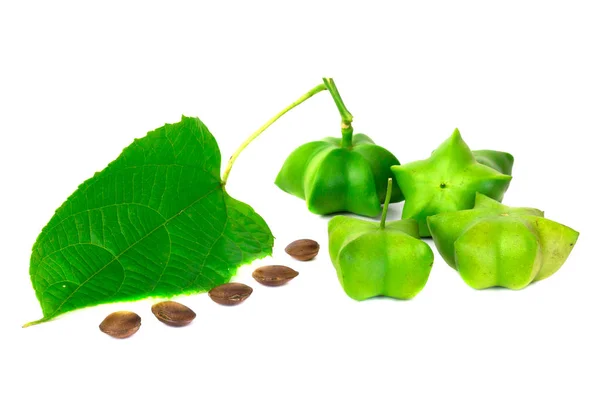 Sacha Inchi Frische Kapsel Samen Früchte Von Sacha Inchi Erdnuss — Stockfoto