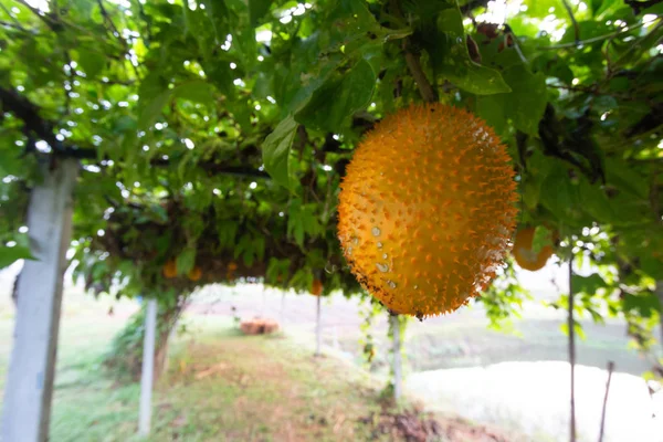 Gelbe Jackfrucht Oder Gac Tropische Früchte Reich Vitamin — Stockfoto