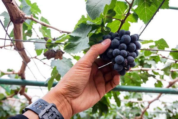 Branch Blue Grapes Vine Vineyard — Stock Photo, Image