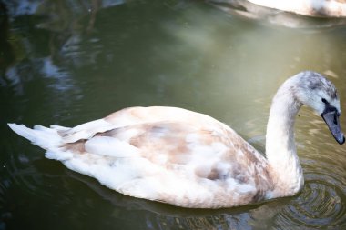 Büyük güzel gri taç turna kuşu