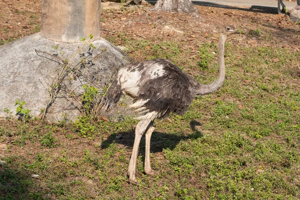 Avestruz Grande Pájaro Zoológico — Foto de Stock