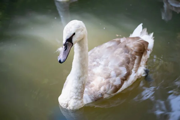 Grote Mooie Grijs Gekroond Kraan Vogel — Stockfoto